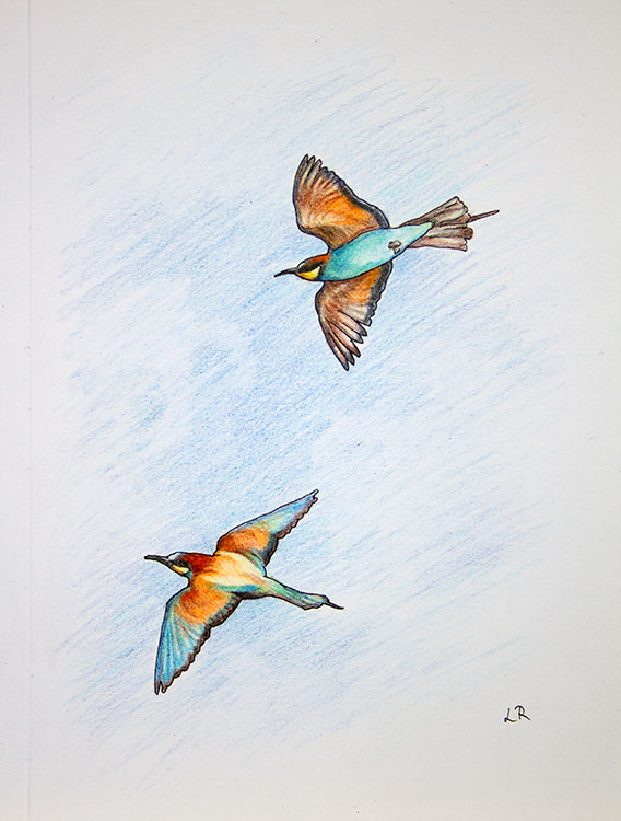 Bee-eater colour pencil drawing