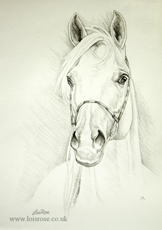 Pencil Sketch Drawings » Lois Rose Fine Art & Photography