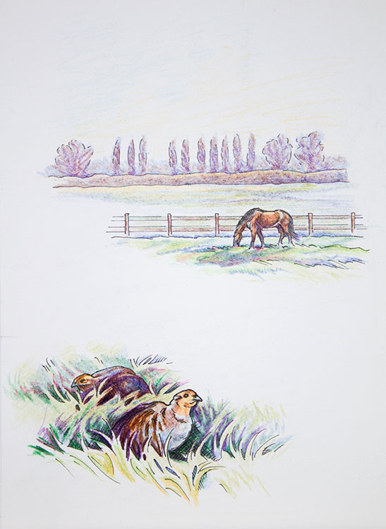 Grey partridge and horse paddock pencil drawing